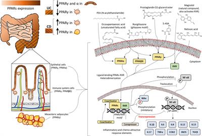 Peroxisome Proliferator-Activated Receptors: Experimental Targeting for the Treatment of Inflammatory Bowel Diseases